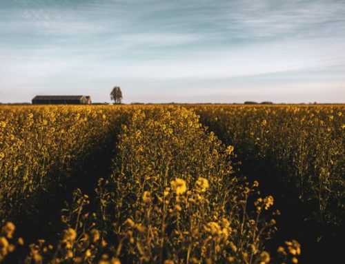 GC-ZOG zoekt bestuursleden (vacature)