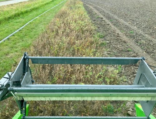 Eerste kikkererwten geoogst!